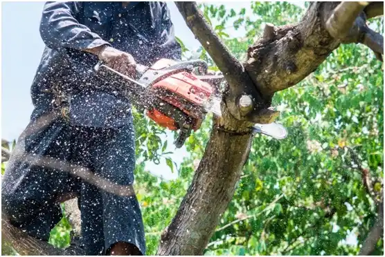 tree services Vergennes